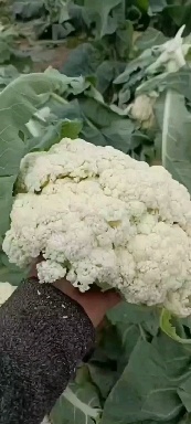南通花菜