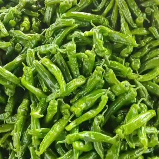 夏邑301泡椒，上市中大量供应，全国发货，提供一条龙服务
