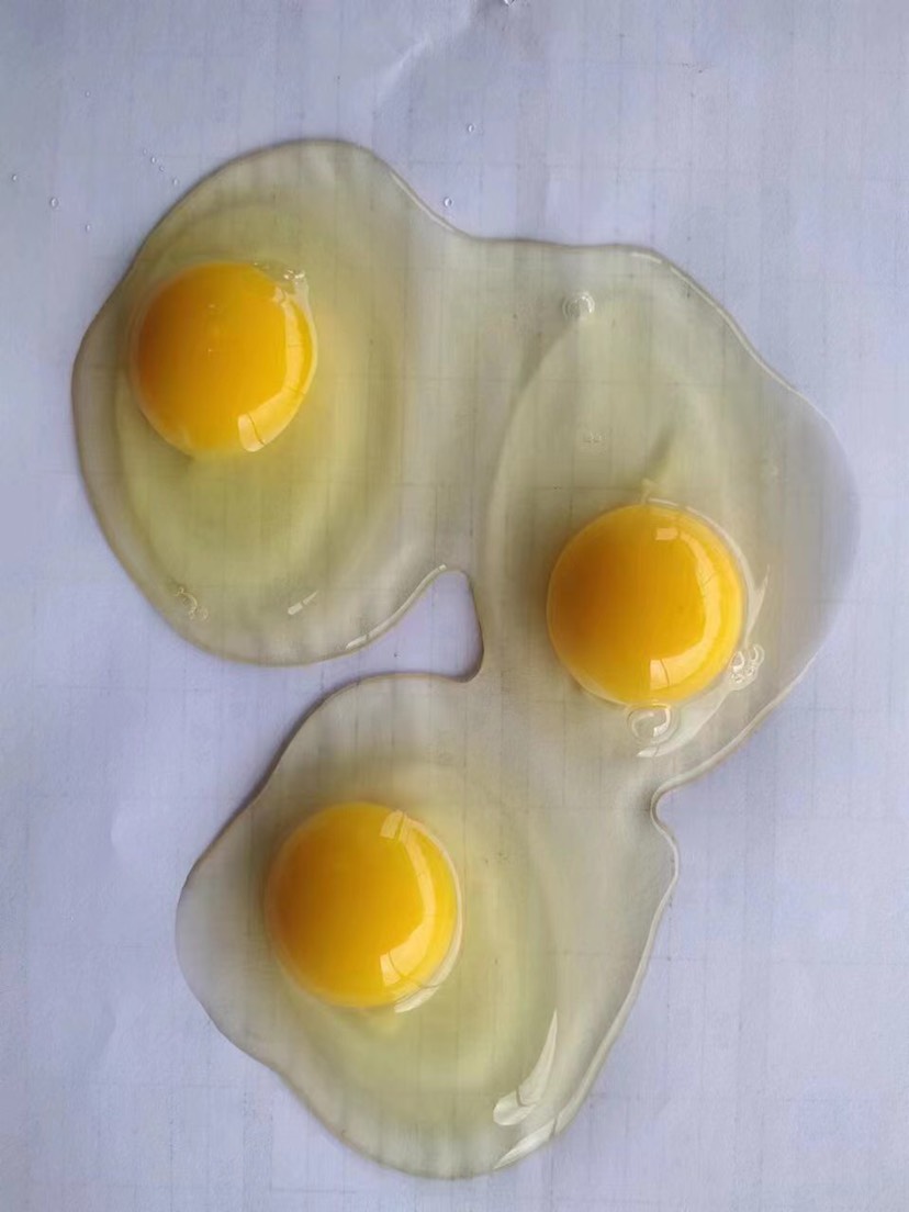 峨眉山市普通鸡蛋 洋鸡蛋 食品级安全标准 每日新鲜鸡蛋