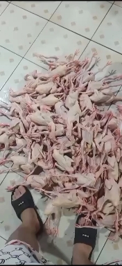 佛山鸽子