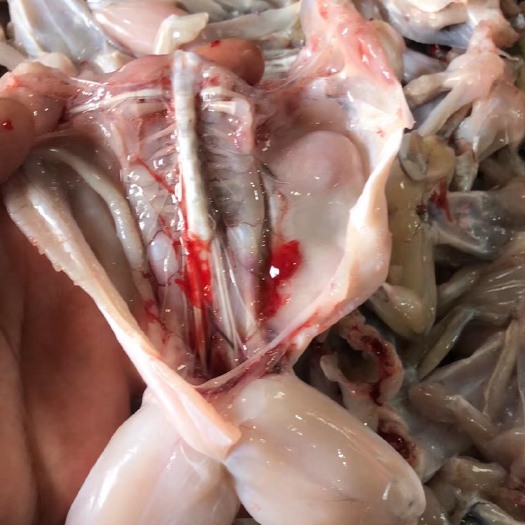 汕头牛蛙肉现杀发货 供应火锅餐饮 工厂直发跳过中间商