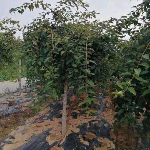 青岛垂枝樱