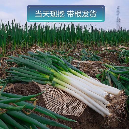 南阳铁杆大葱【抄底价】鲜嫩大葱现挖现发农家自种优惠批发