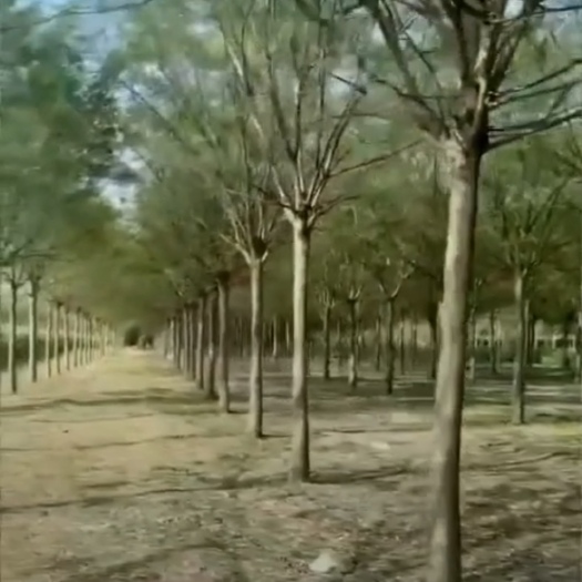 古浪县国槐