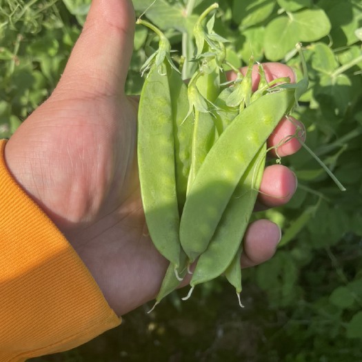 荷兰豆