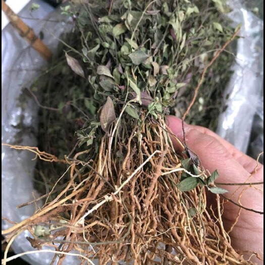 河南特产瓜子金，来马回，深山老林货，干净，自然晾晒