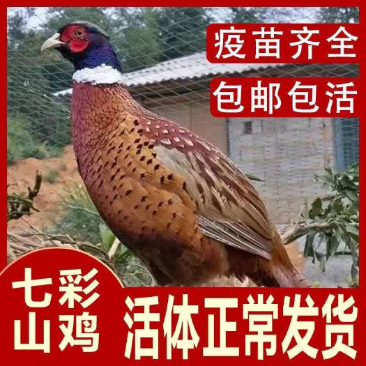 南宁七彩山鸡苗