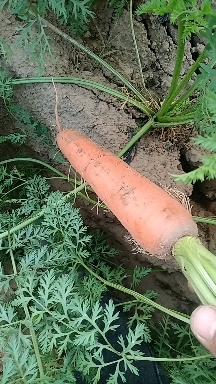 保定河北保定五十亩胡萝卜