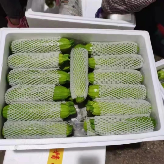 邯郸西葫芦