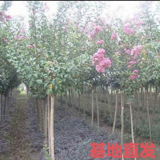 沭阳县丛生紫薇庭院别墅园林绿化工程苗高杆植物点缀苗木紫叶红花天鹅绒
