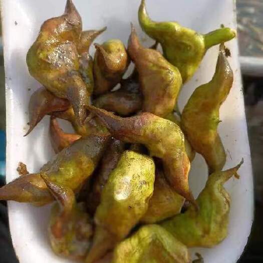 徐州微山湖野生大菱角