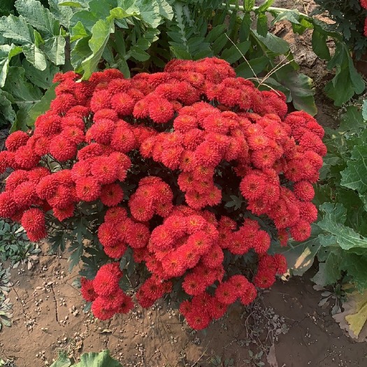 巨野县批发菊花