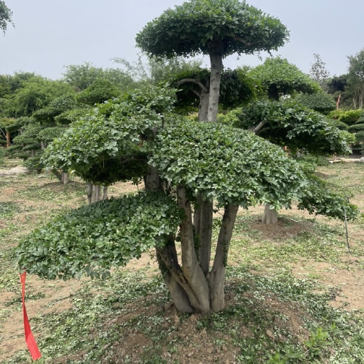 临沂对节白蜡造型