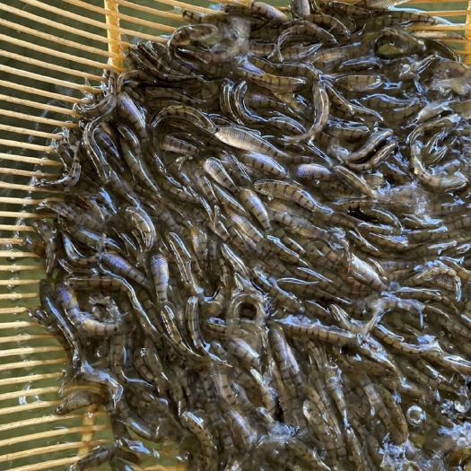 广州溪水石斑鱼苗
