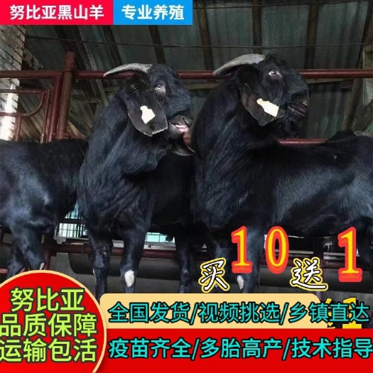 嘉祥县努比亚黑山羊