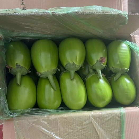 海城市精品青茄 高温大棚上市 皮色口感好个头均匀