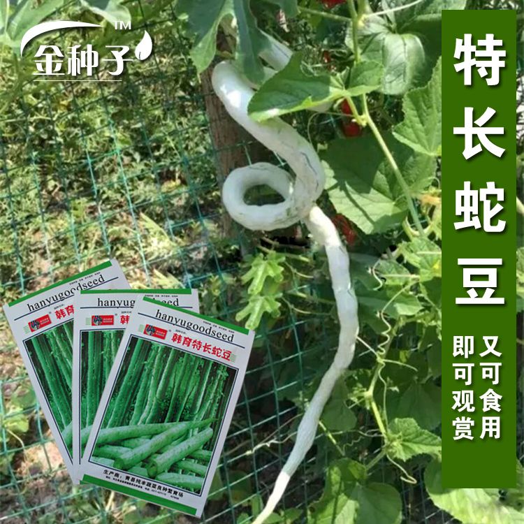 衡阳蛇豆蛇瓜种子 蛇形长豆角 春夏播种子 四季蔬菜种子秋季种