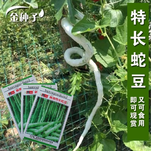 蛇豆蛇瓜种子 蛇形长豆角 春夏播种子 四季蔬菜种子秋季种