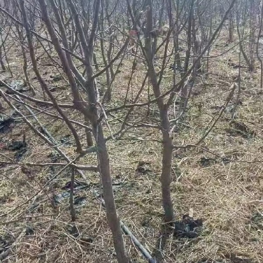 德惠市鸡心果