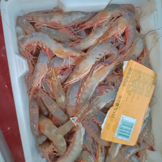 黄海对虾