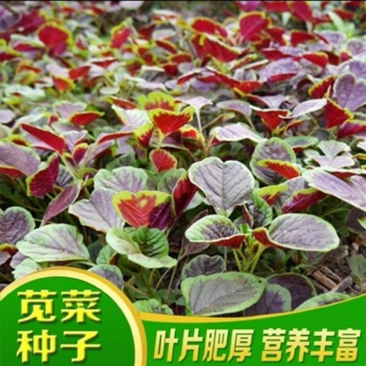 大圆叶红苋菜种子 抽苔晚 耐热 品质好 小包装家庭装