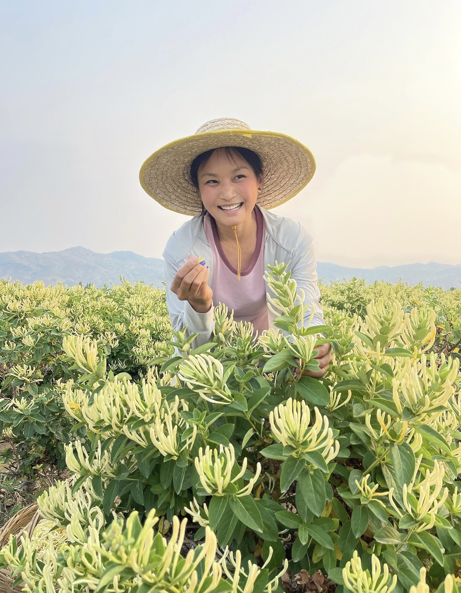 鲁峪一号金银花苗  鲁峪一号金银花7~10天不开花