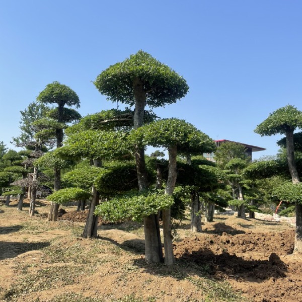 对节白蜡造型