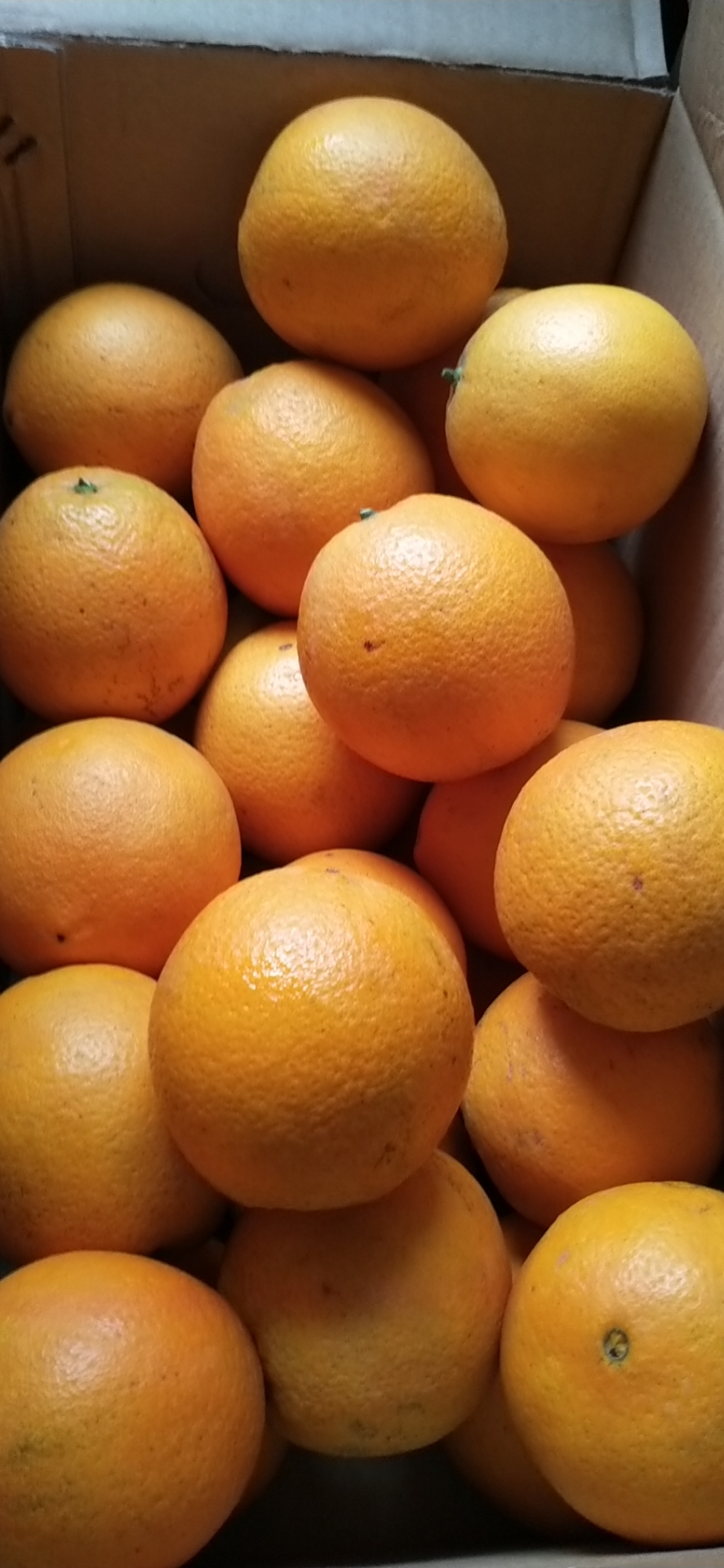 正宗脐橙，9分甜1分酸。纯绿色食品！不打甜蜜素！