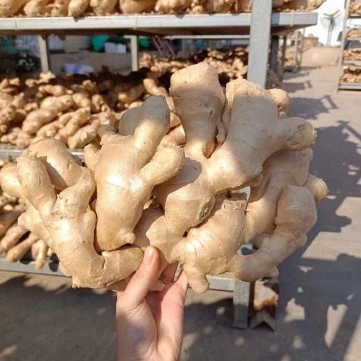 肥东县山东窖藏生姜《大黄姜》电商货沙土姜/水洗生姜代收代发