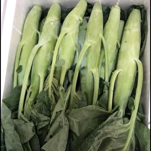 广东芥兰品质好价格优全年供货