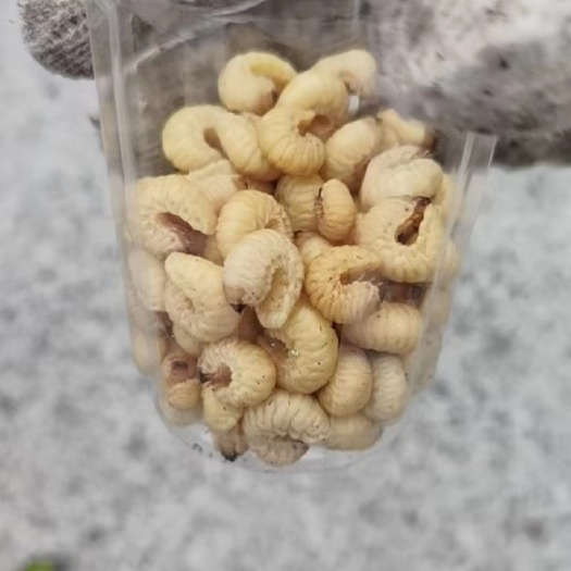 新邵县葛根虫0.6元一条  50条起卖 现拨现发