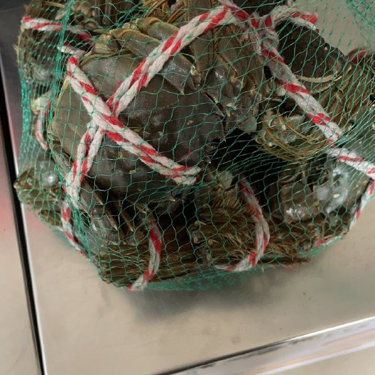 洪湖市洪湖清水大闸蟹