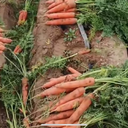 开封开封本地红萝卜价格美丽