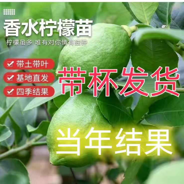 灵山县香水柠檬苗  无籽青柠檬等！正品苗包邮！！！