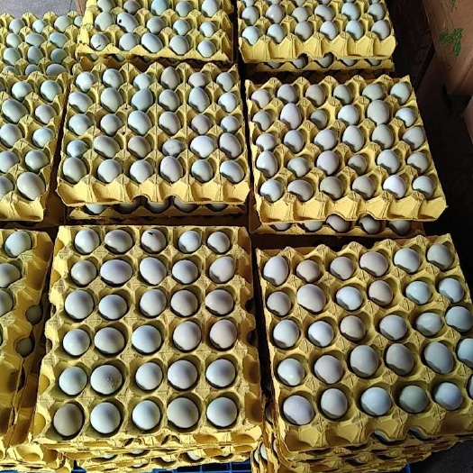 东台市绿壳蛋
