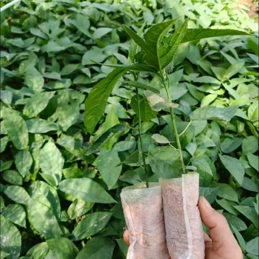 灵山县适用于煲汤，药材回收！！