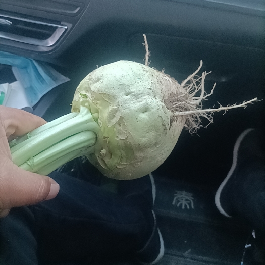 邯郸芥菜芥菜产地直销