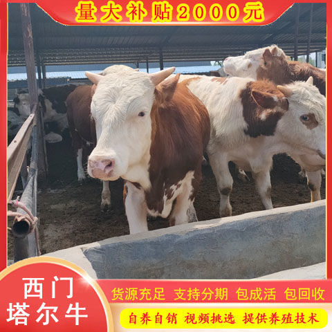 西门塔尔牛肉牛犊 肉牛苗养殖场 活牛育肥牛活体改良黄牛苗