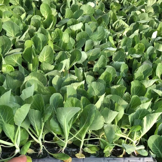 寿光市甘蓝苗 包菜苗 牛心甘蓝苗 耐寒甘蓝苗 黄芯甘蓝苗 紫甘蓝苗