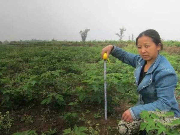 茶花树