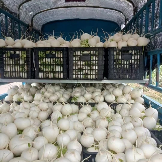 简阳市白萝卜