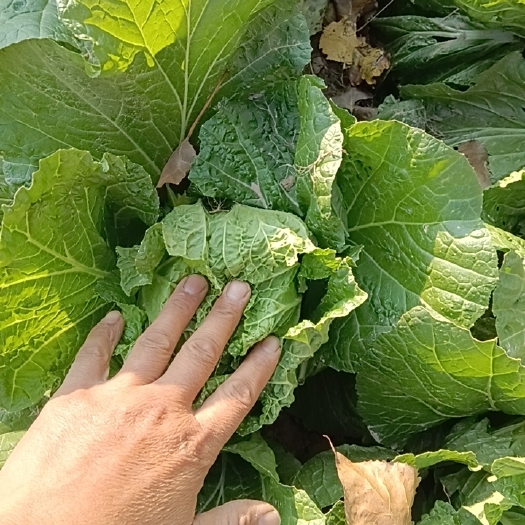 夏邑县青杂黄心白菜