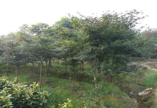 长沙红枫