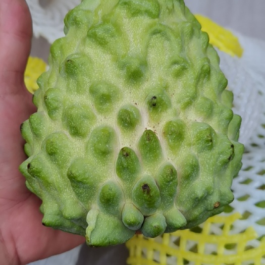 海南释迦果
