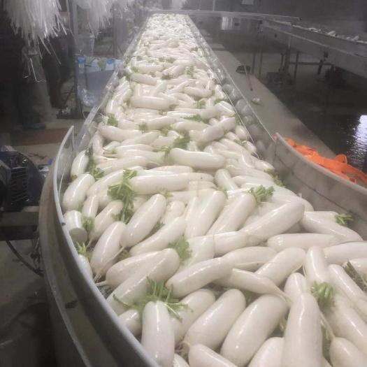 天门市新鲜萝卜