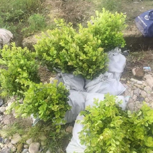 长沙枸骨