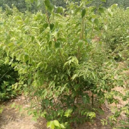 长沙金银木