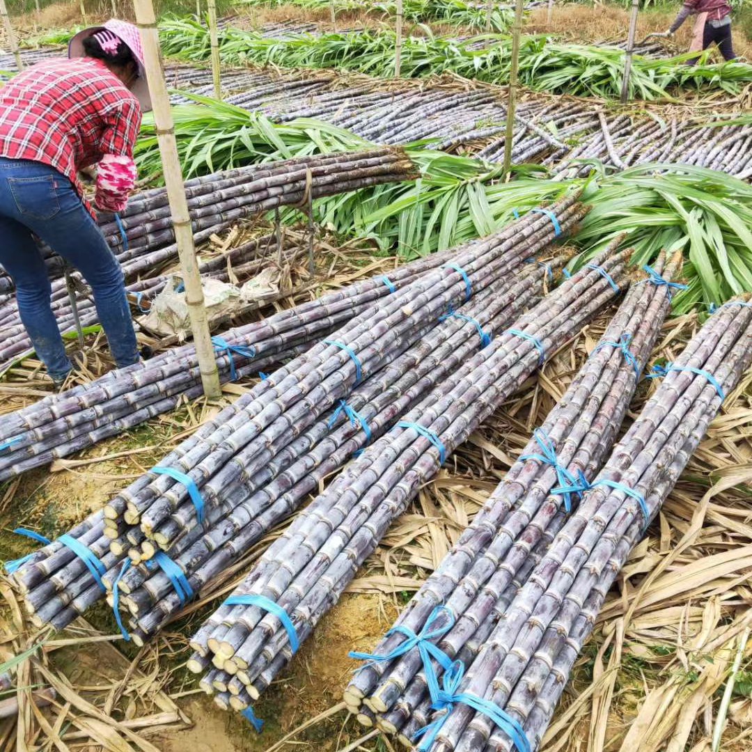 甘蔗 广西甘蔗 产地货源头 合作社种植 质量稳定