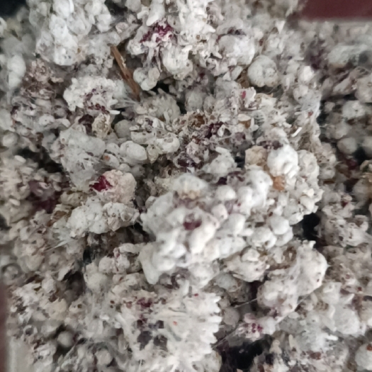 廉江市胭脂虫
