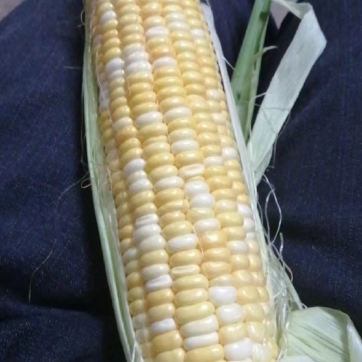 陆丰市金银水果玉米
